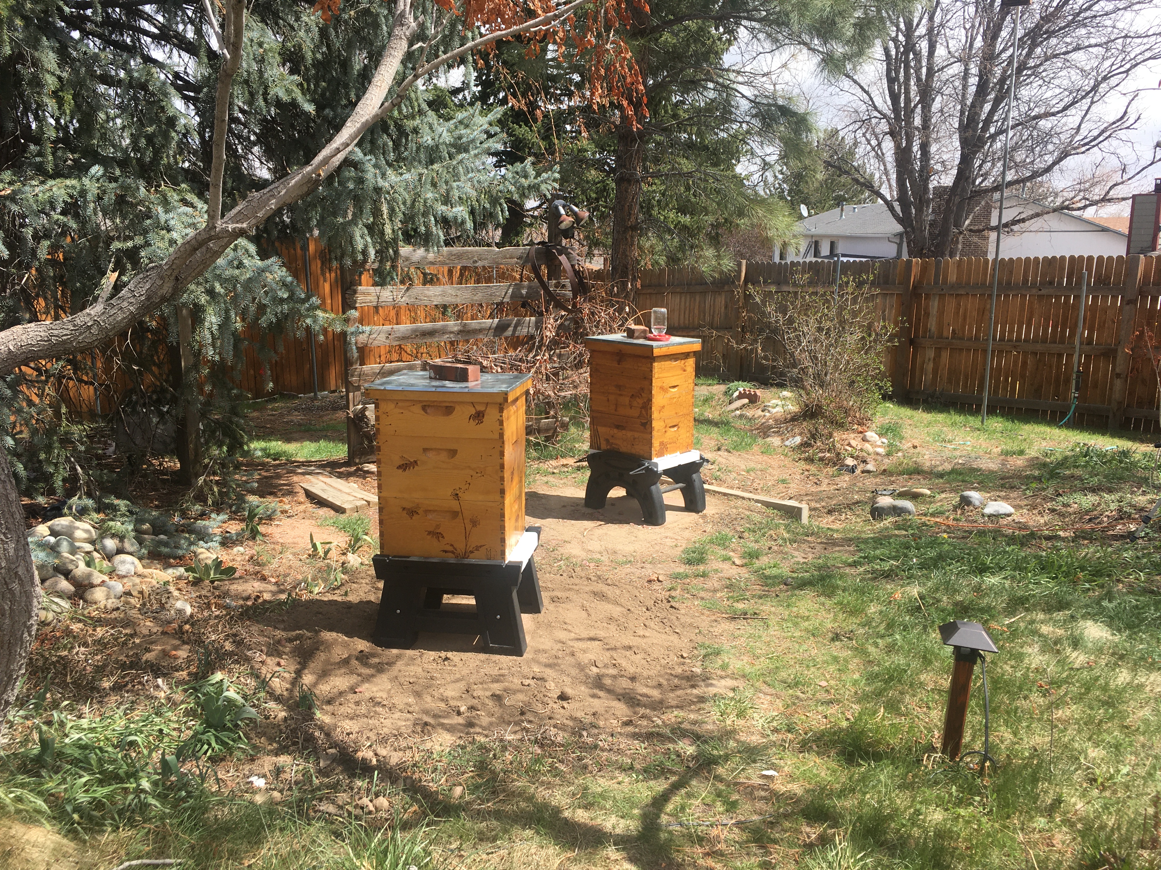 Two beehives are set up in a backyard.