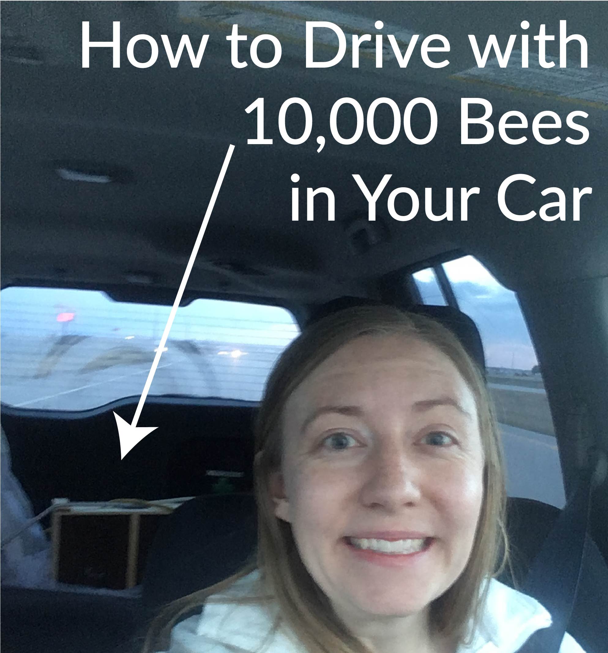 Driving with a bee package in the back of my car.