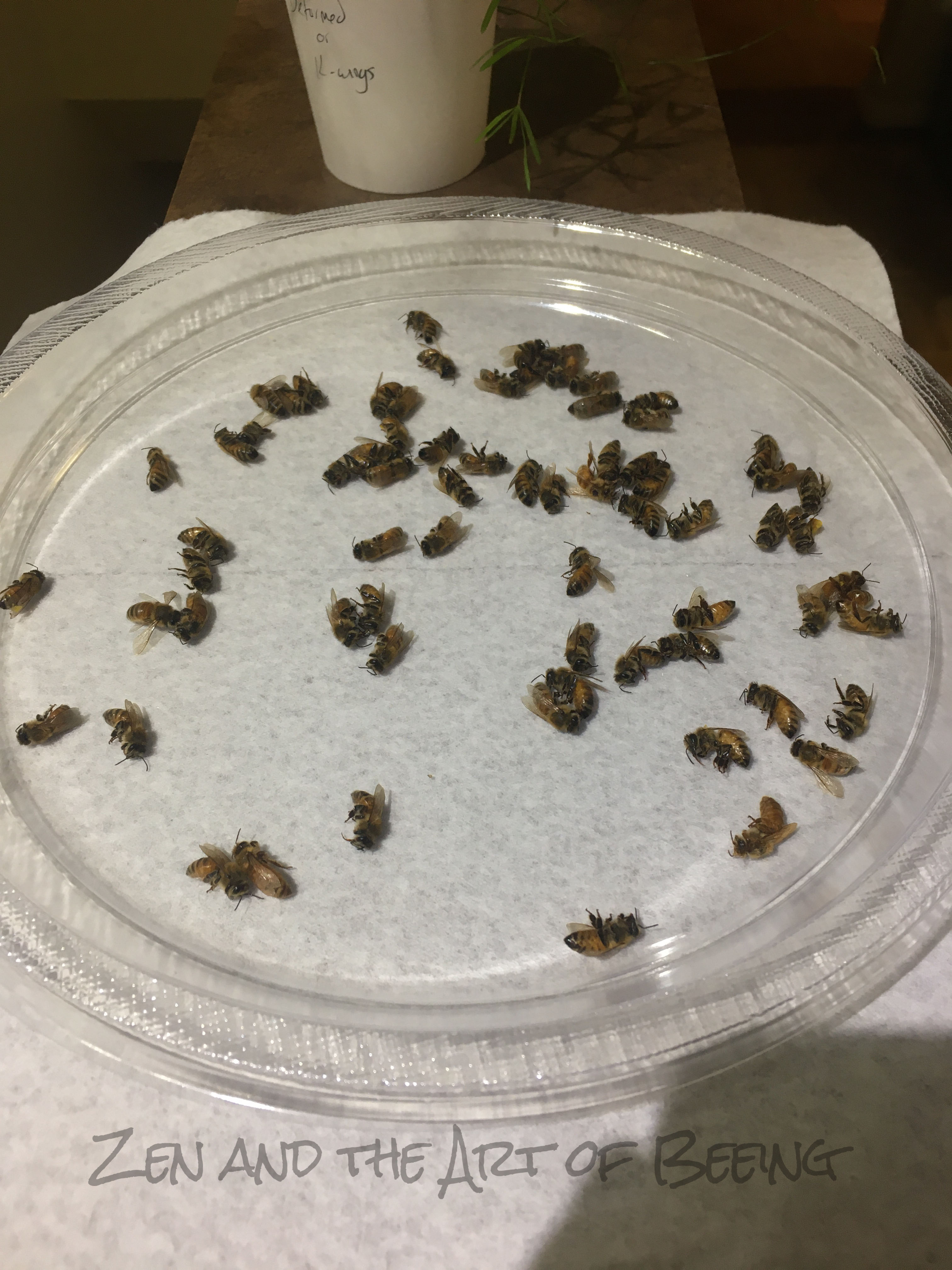 Bees that appear dead are spread out on a clear plastic plate.